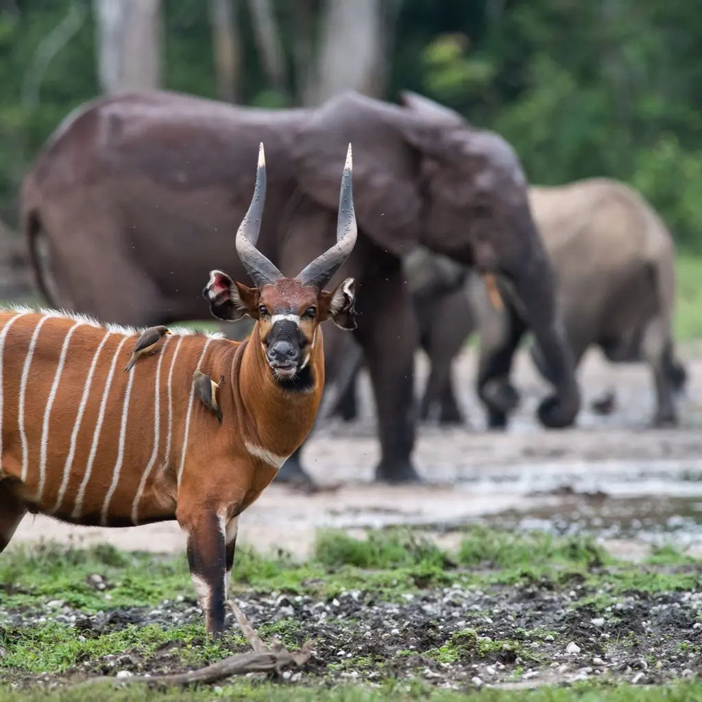 Central African Republic