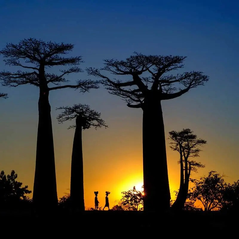 Madagascar