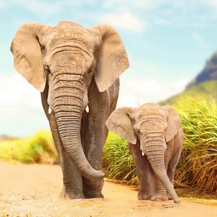 South Africa